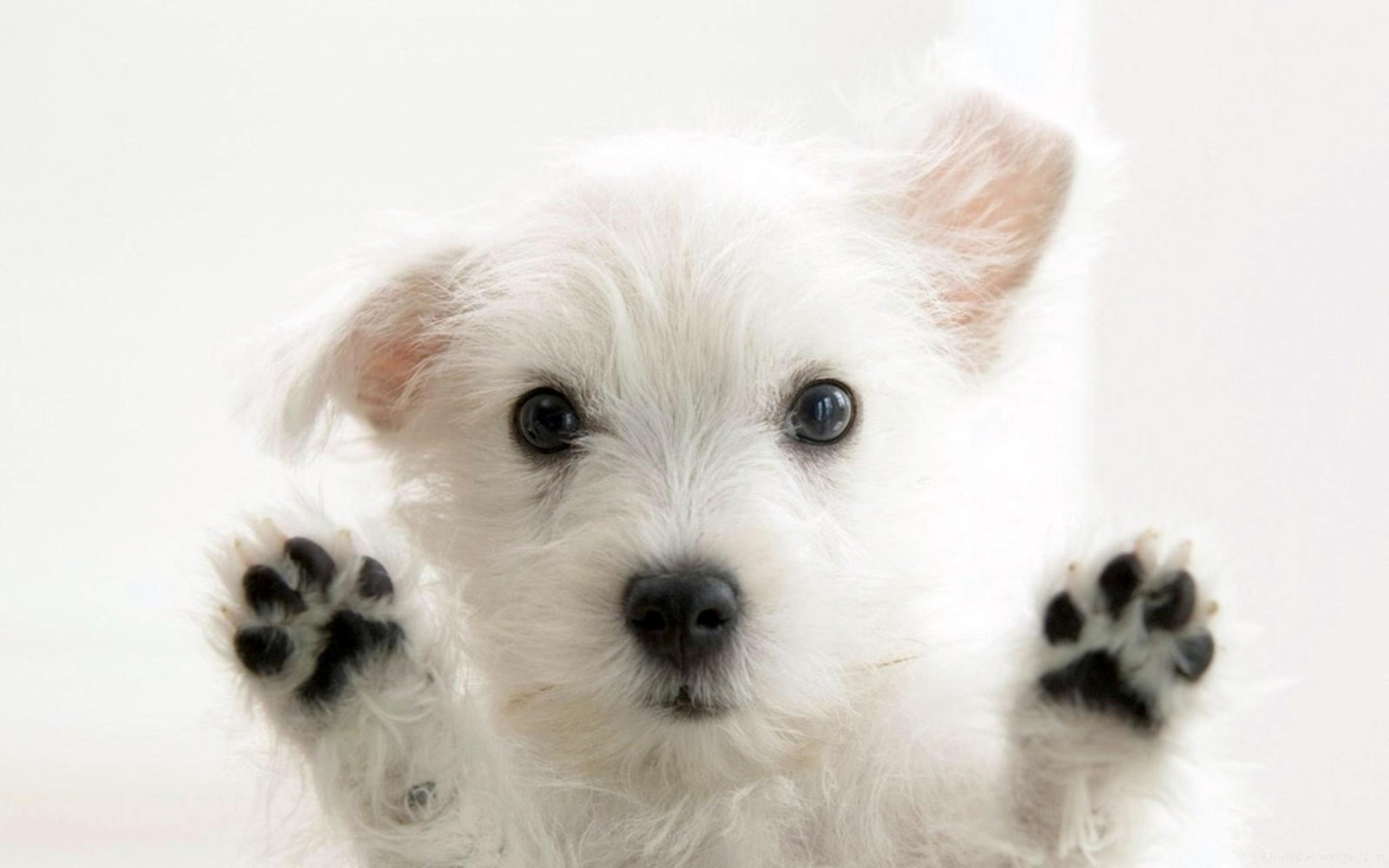 white cute dog wallpapers
