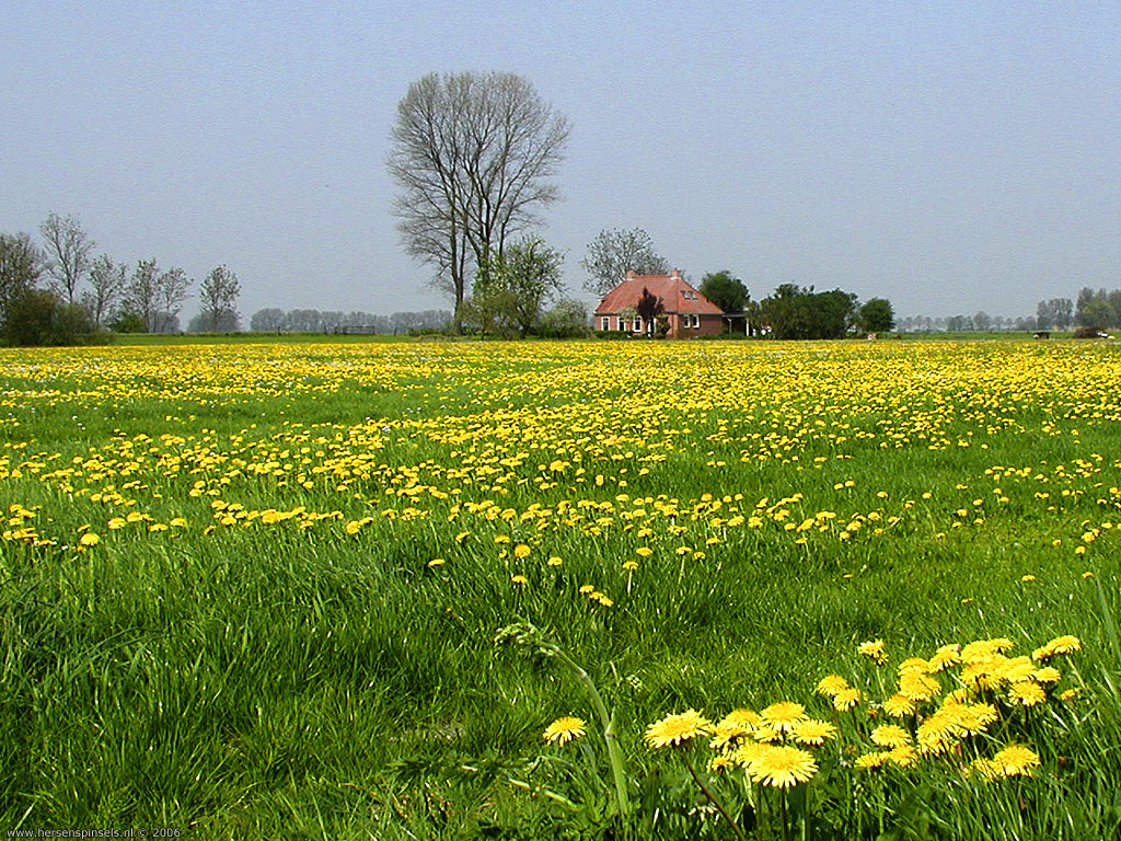 field flower spring field wallpapers