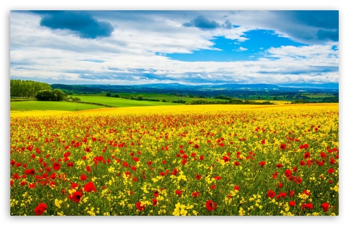awesome spring field wallpapers