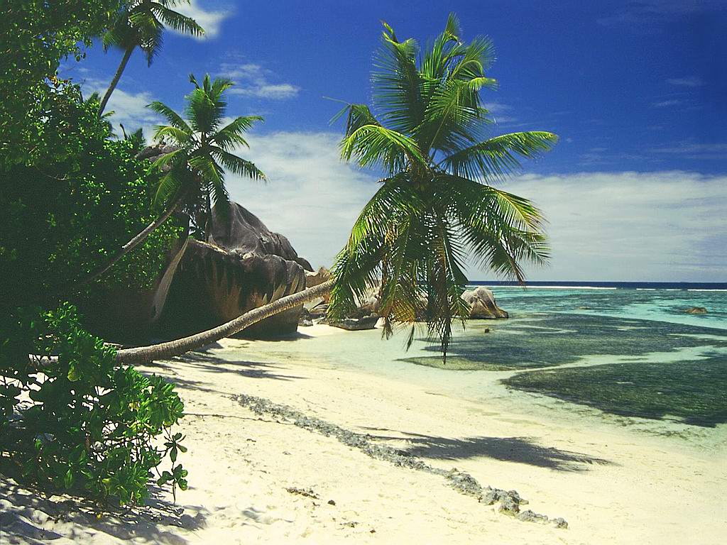 landscape beach palm tree background
