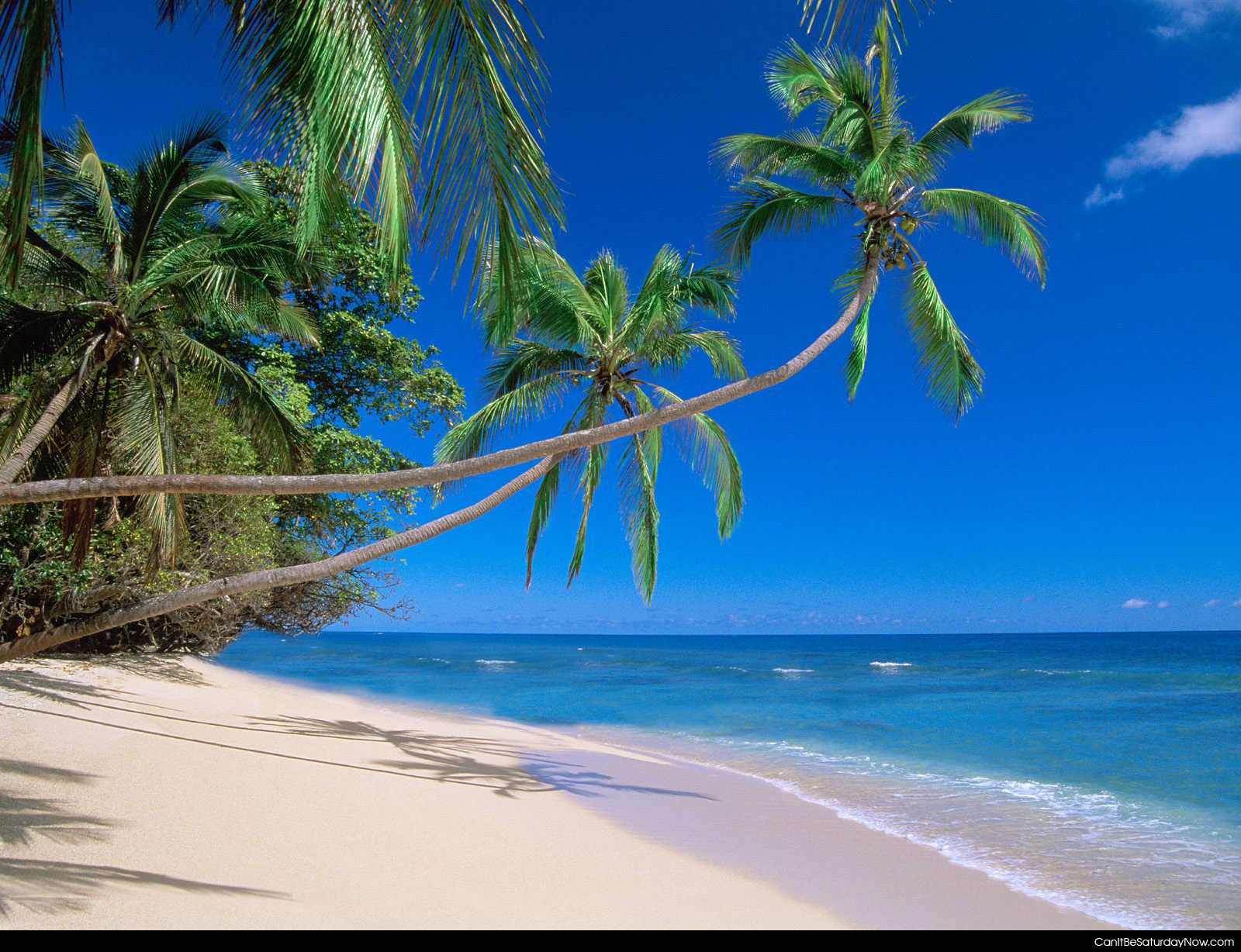 natural place beach palm tree background