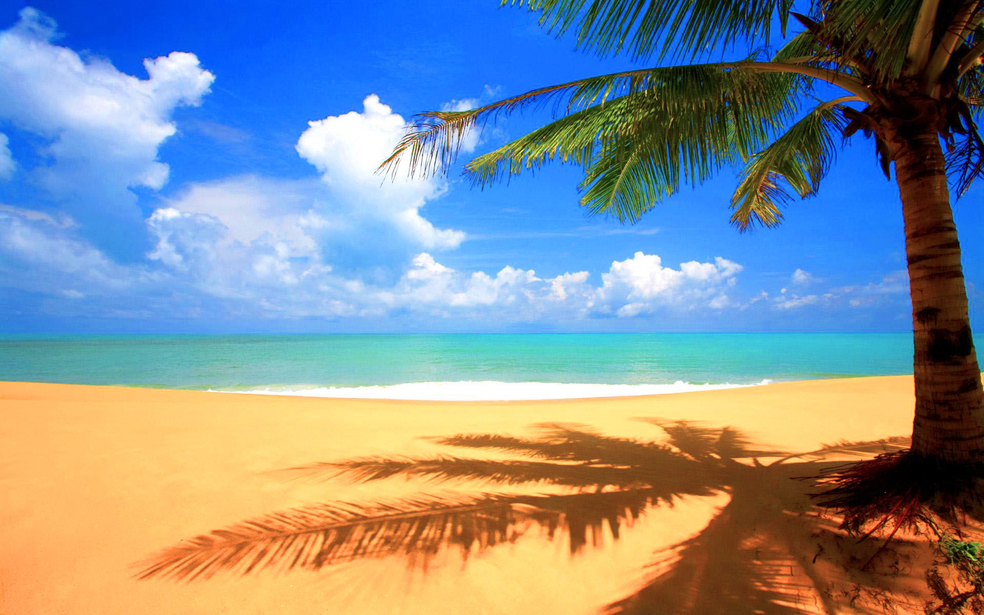 beach palm tree background