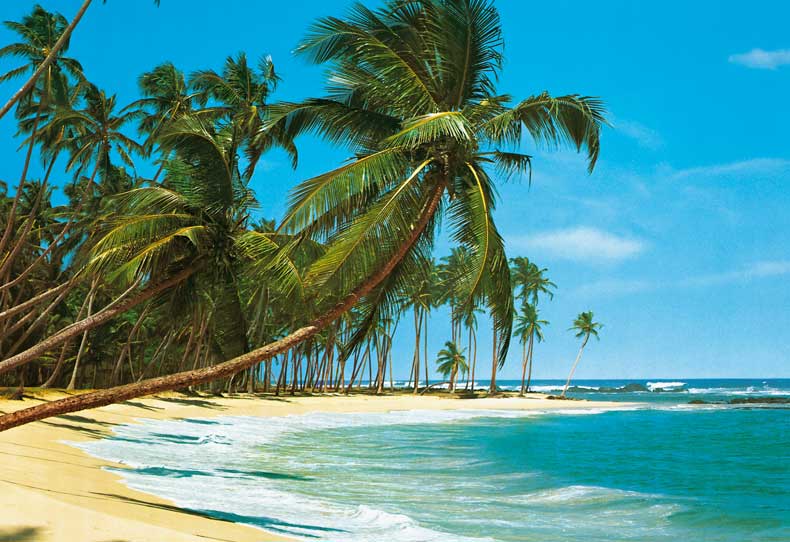 cool beach palm tree background