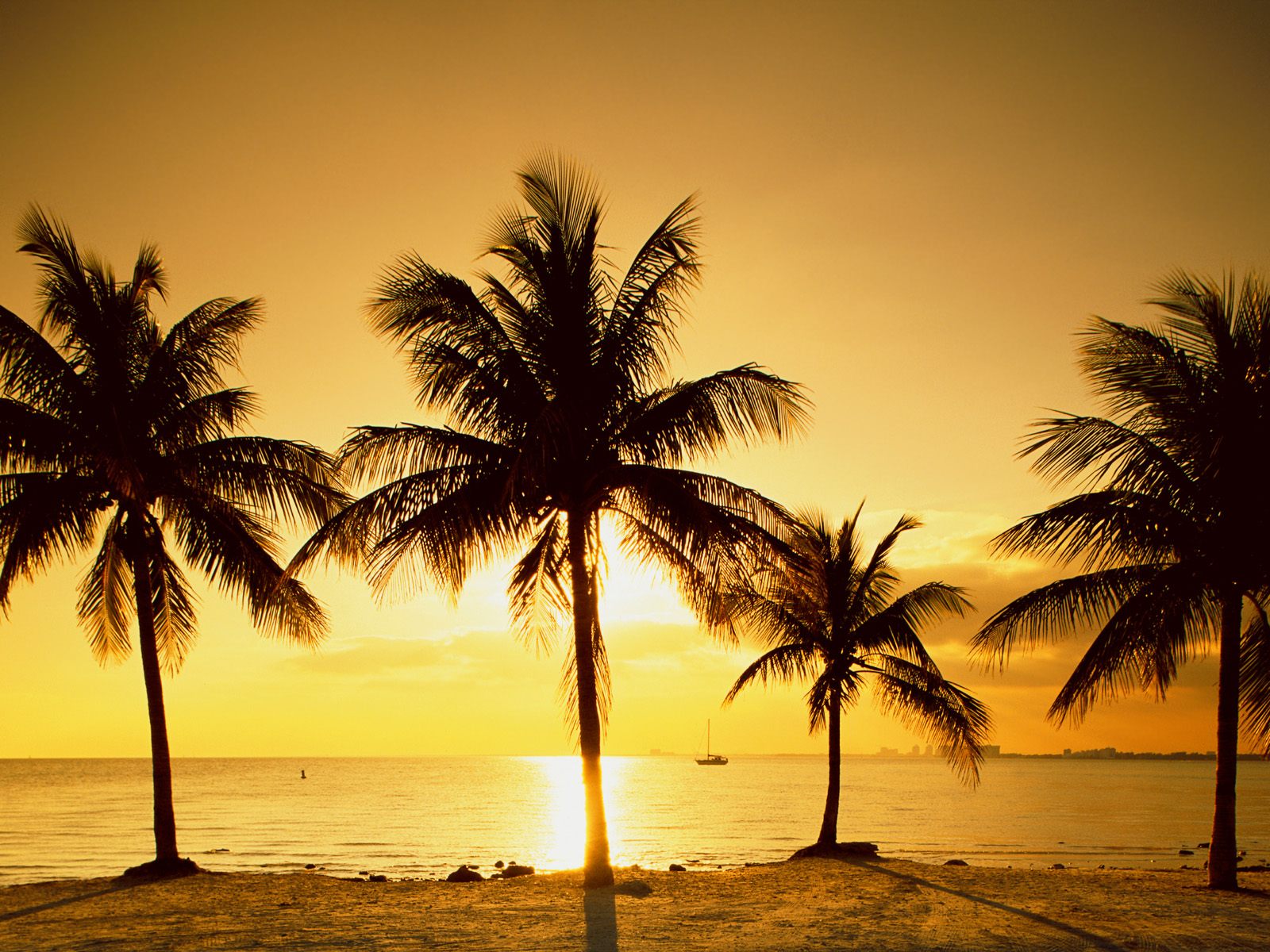 sunset beach palm tree background