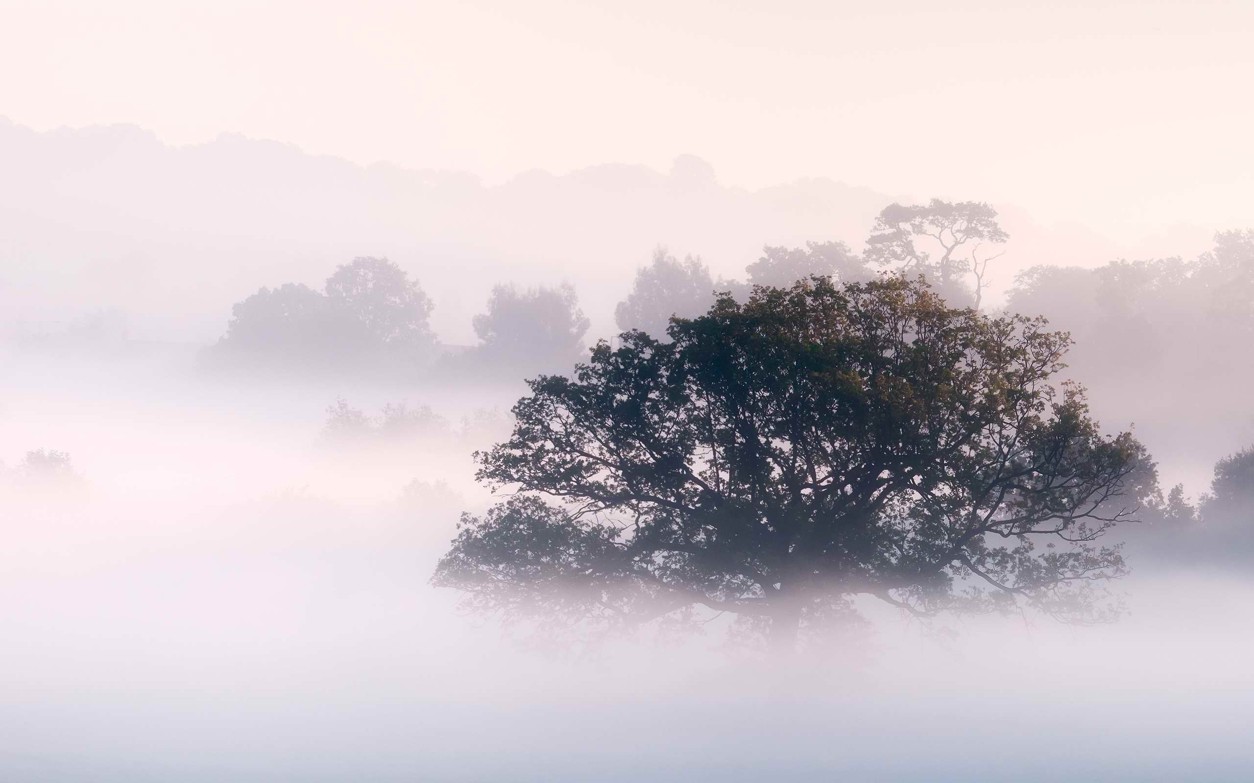 early morning fog and mist image