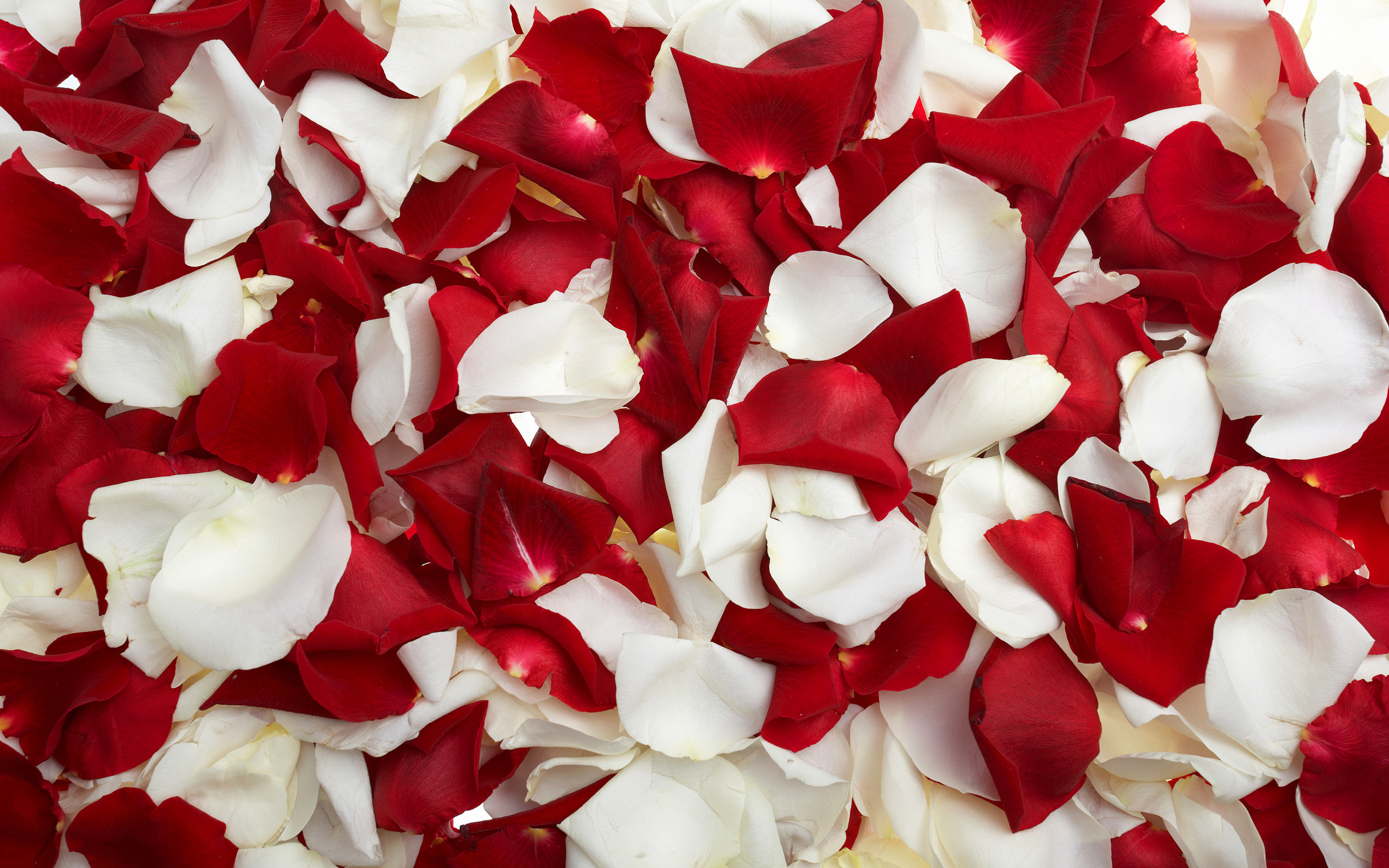 red white flower petals wallpaper