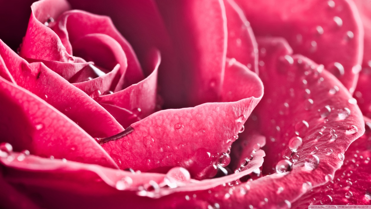 rose petals macro wallpaper