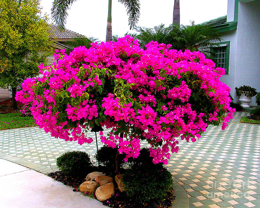 blooming brush bougainvillea pictures