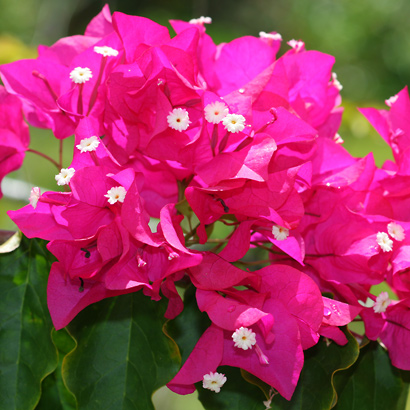 pink bougainvillea pictures desktop