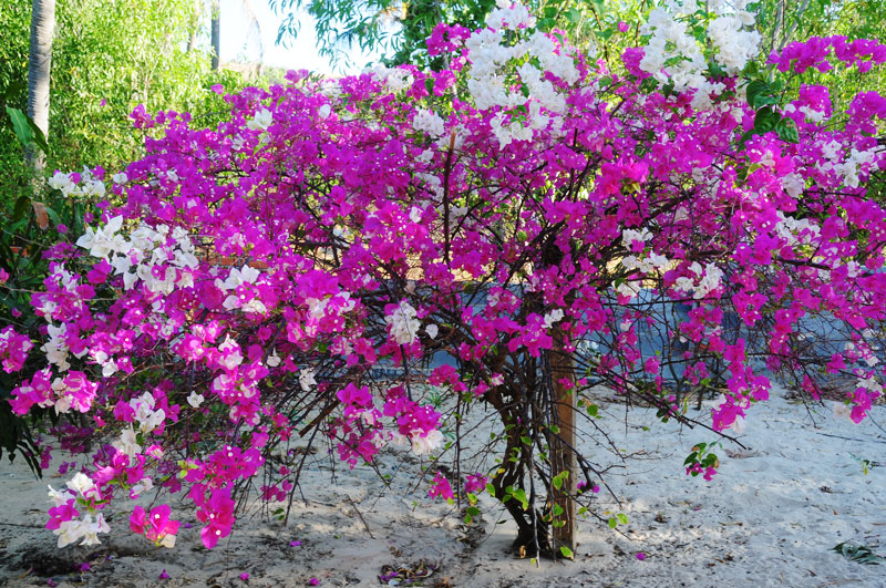 tropical flower bougainvillea pictures