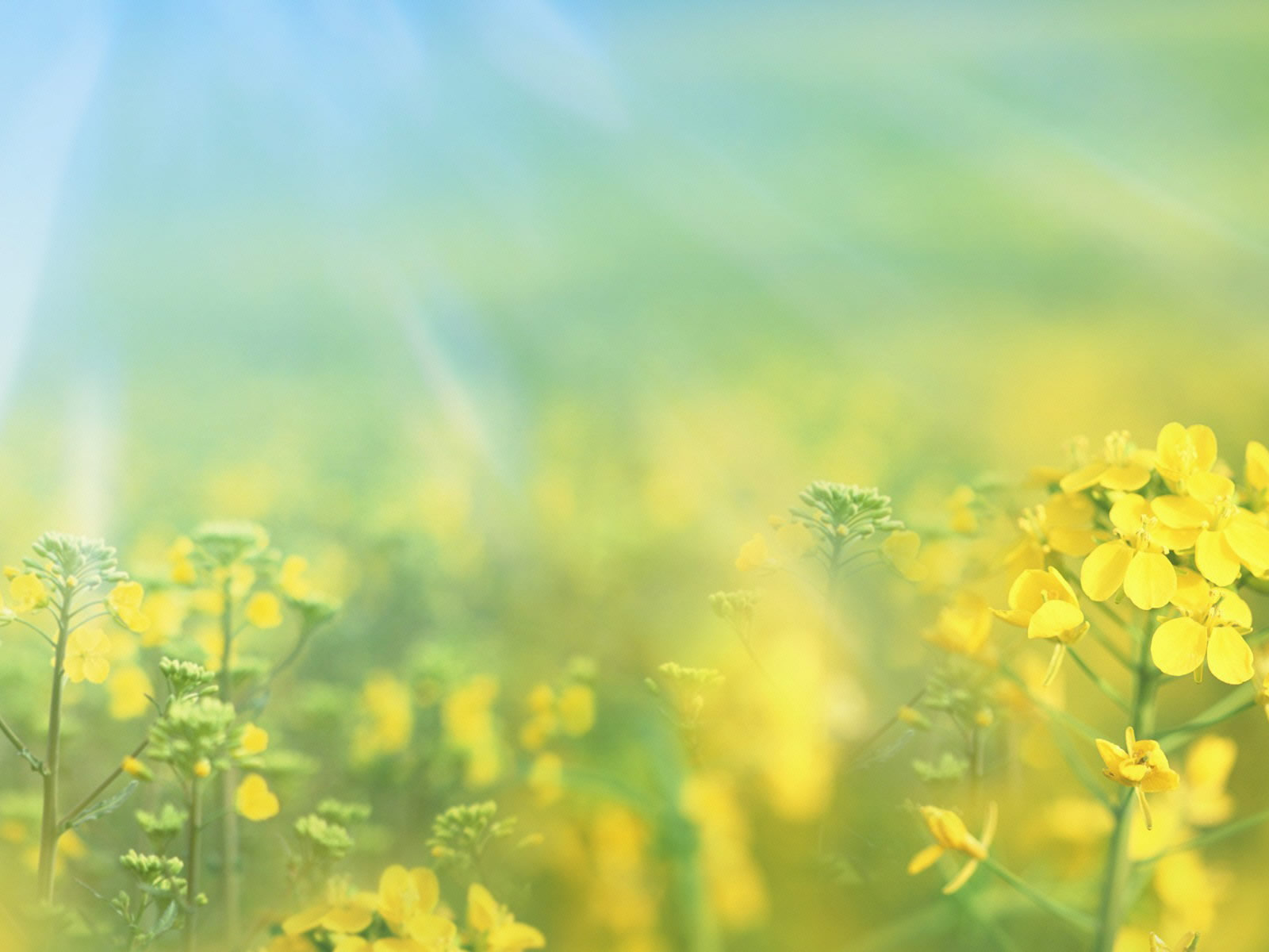 widescreen spring backgrounds