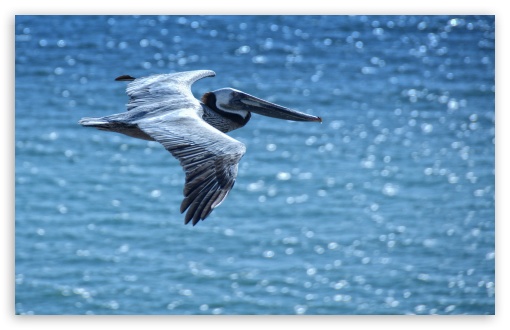 download pelican wallpapers