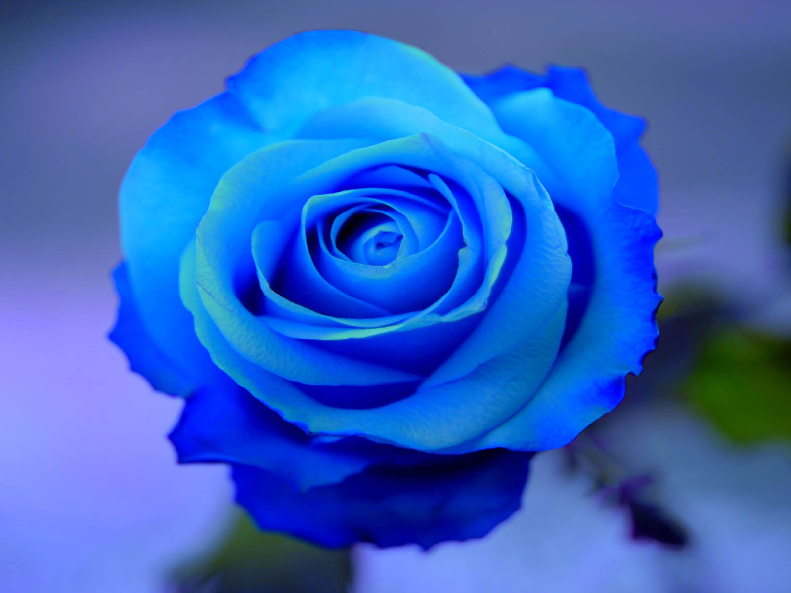 awesome blue rose desktop wallpaper