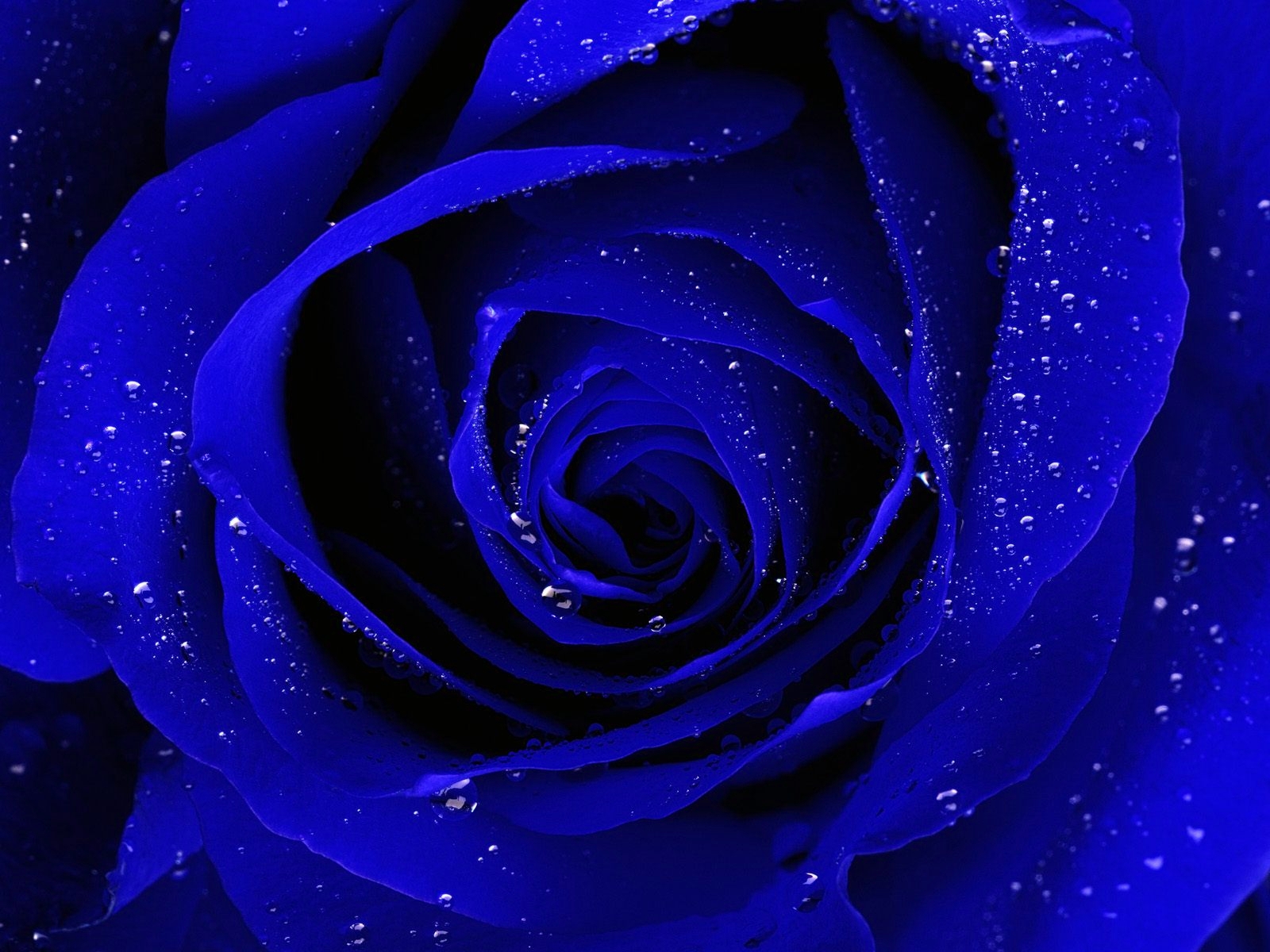 blue rose hd wallpaper desktop