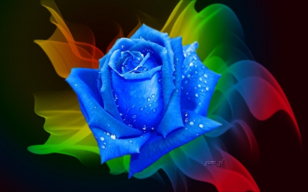 colorful background blue rose desktop wallpaper