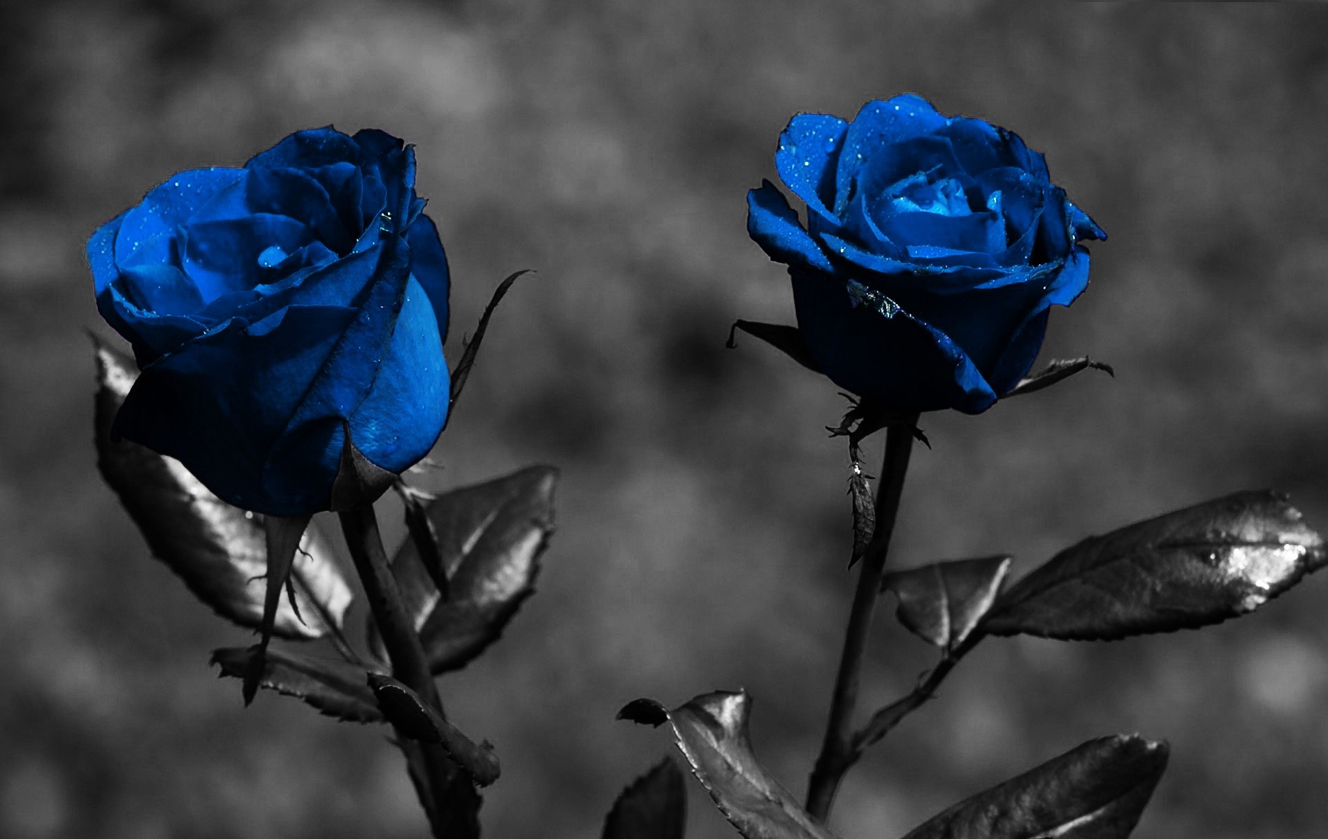 high quality blue rose desktop wallpaper