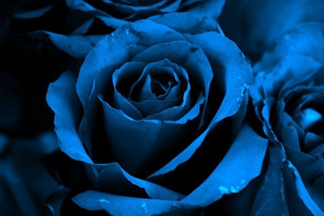 natural blue rose desktop wallpaper