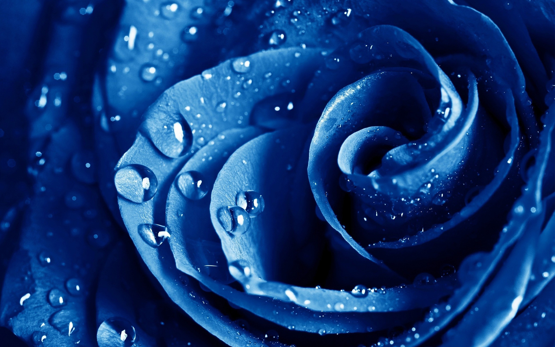 wet drops blue rose desktop wallpaper