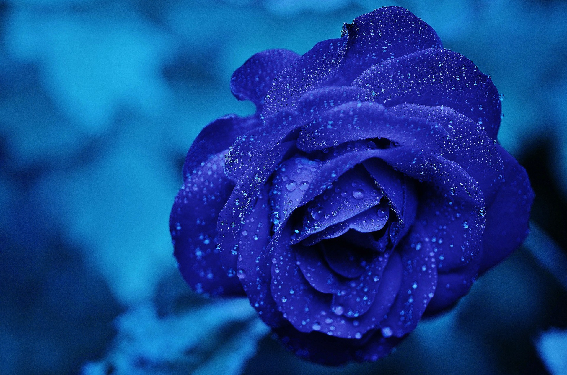 wide high quality blue rose desktop wallpaper