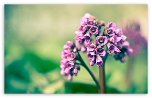 download violet flower wallpapers