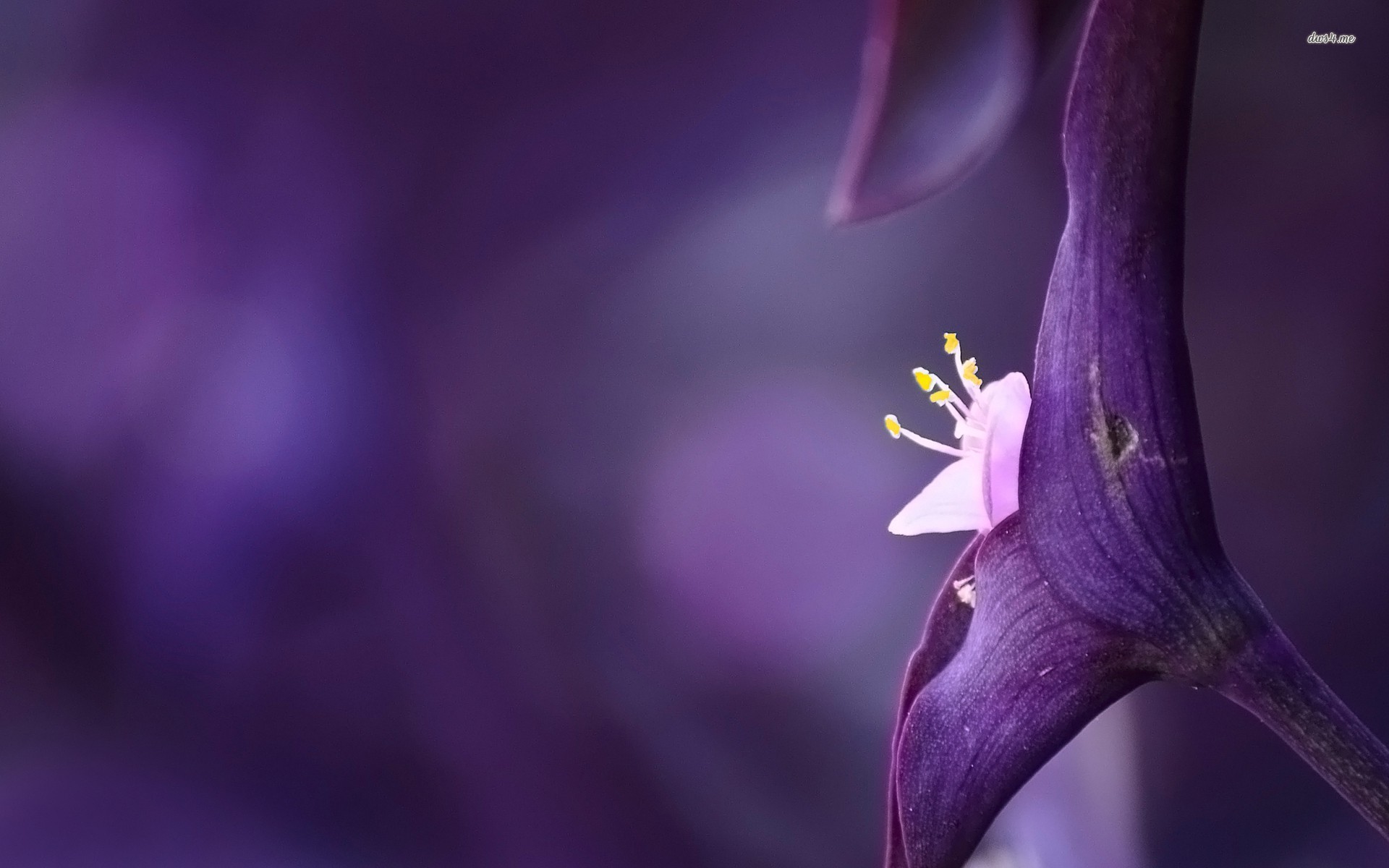 high quality violet flower wallpapers