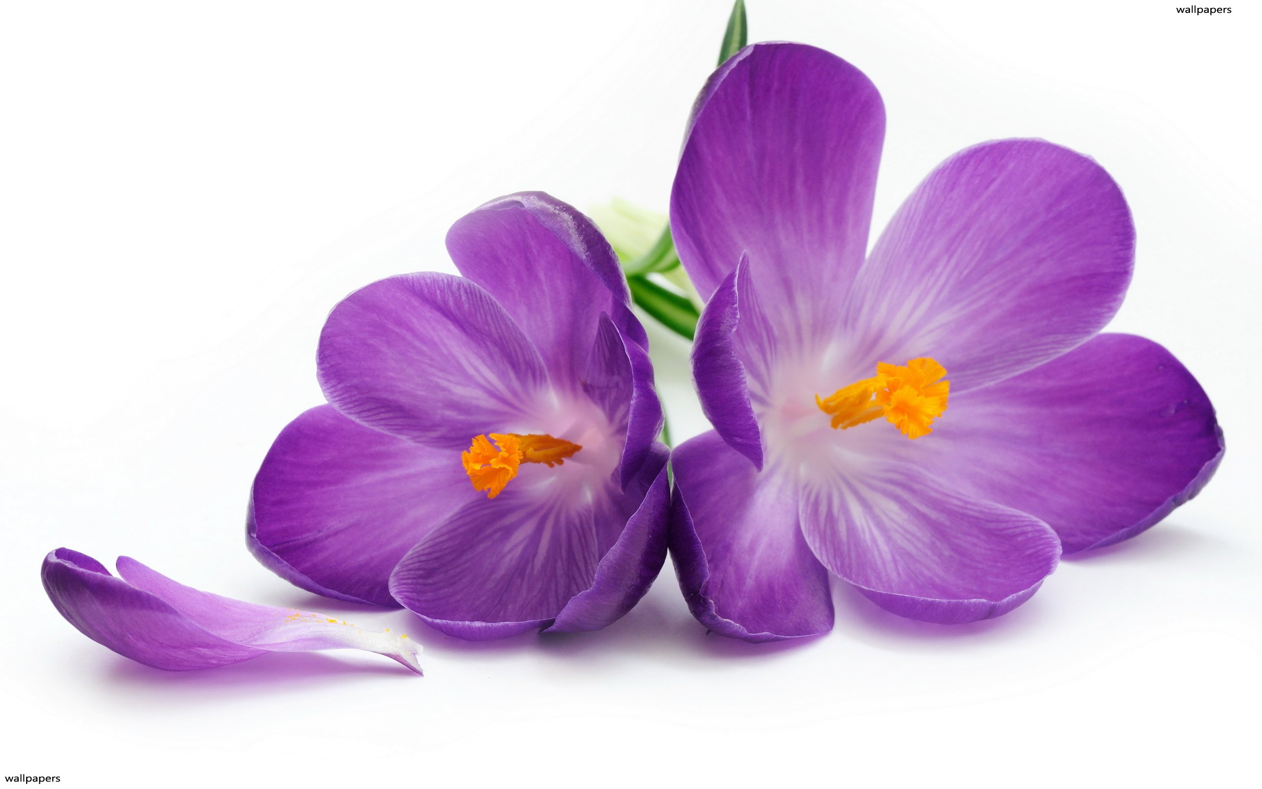 widescreen violet flower wallpapers