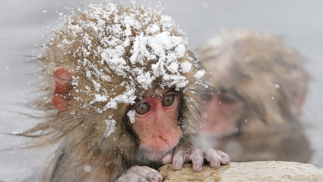 cold snow monkey wallpaper