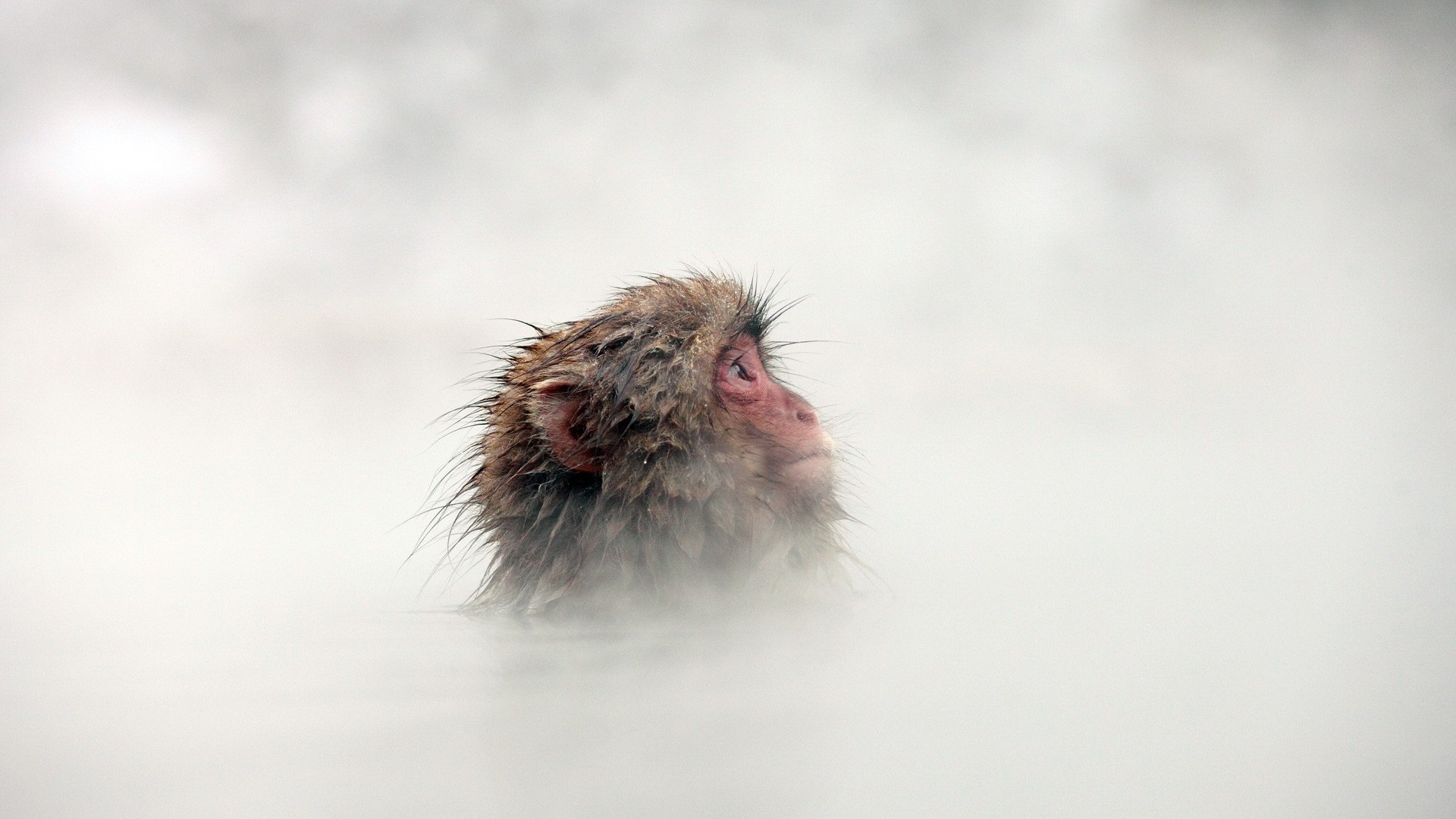 primate water mist animals wallpaper