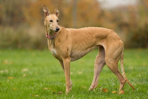 brown greyhound photos