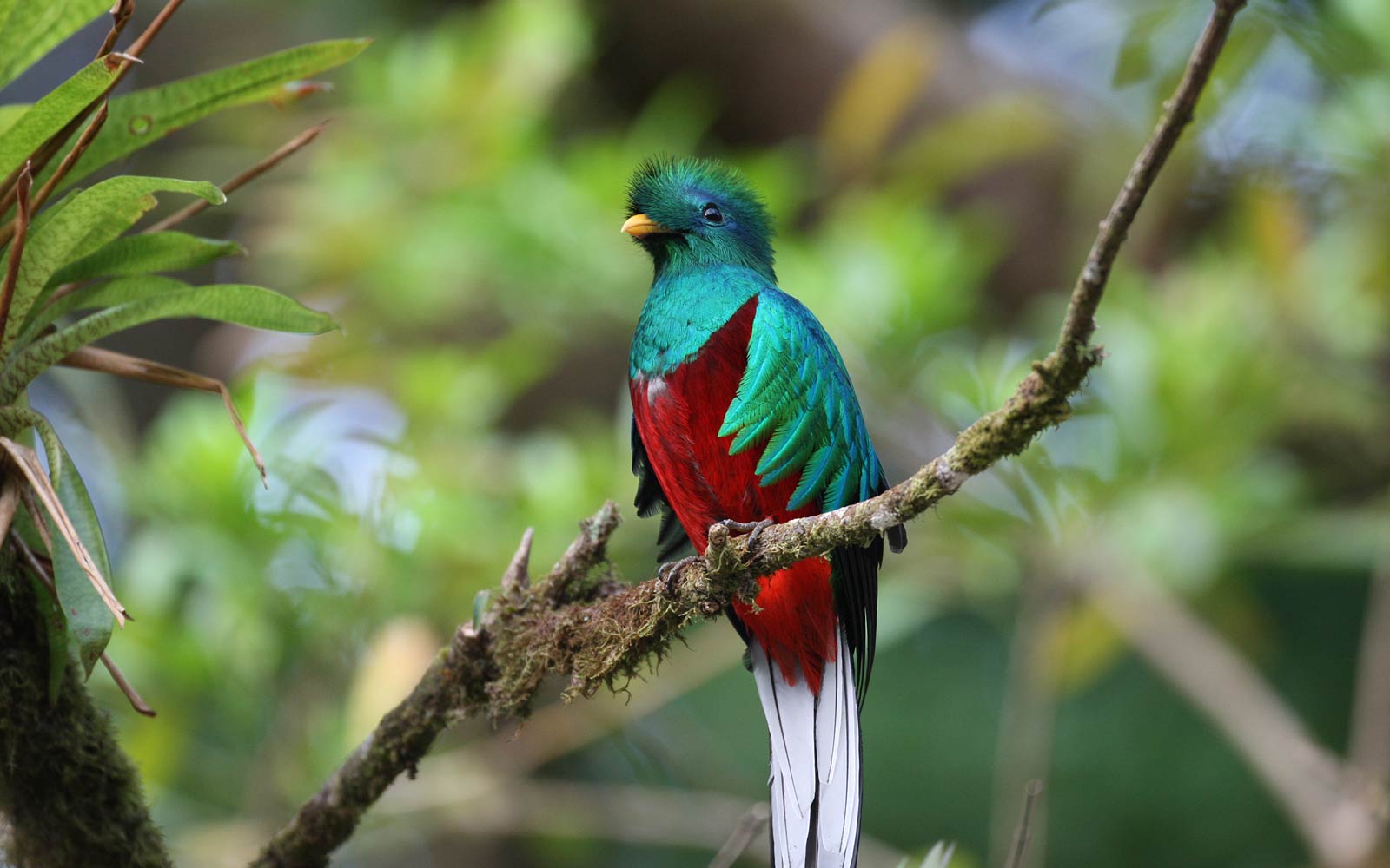 colorful quetzal wallpapers