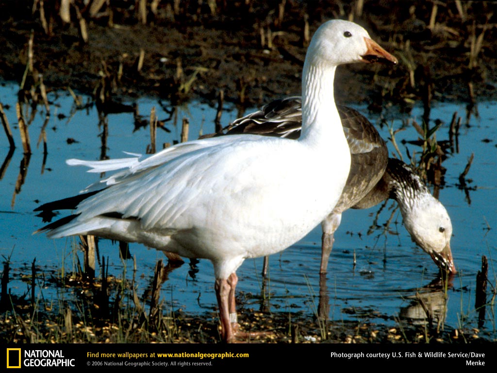 beautiful snow goose wallpaper