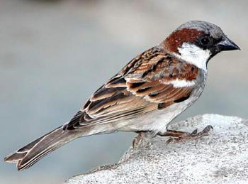house sparrow images