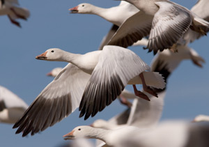 most downloaded snow goose wallpaper