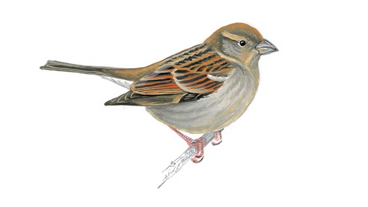 nice sparrow images