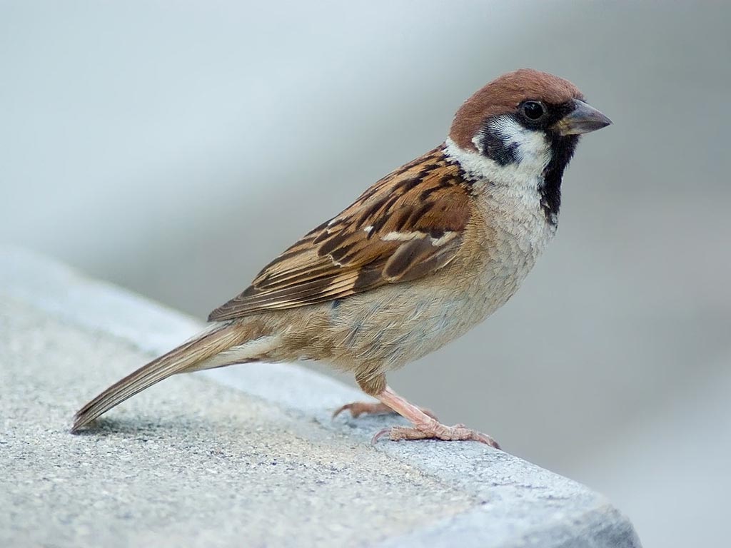 sparrow eurasian tree wallpaper