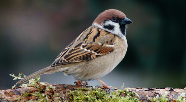 sparrow on sitting on wood