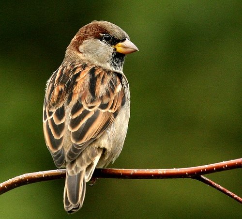 wonderful sparrow images