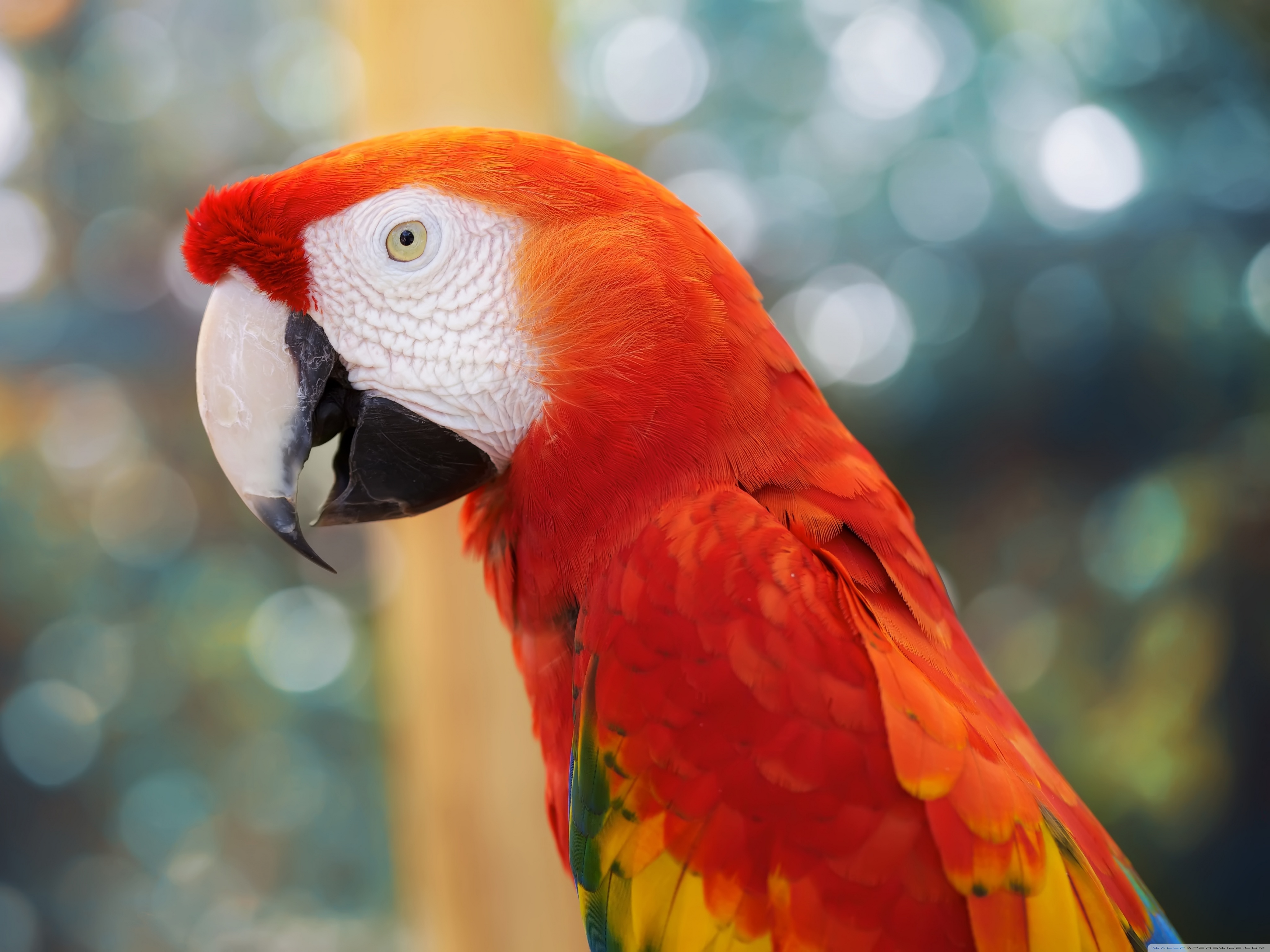 birds red parrot image