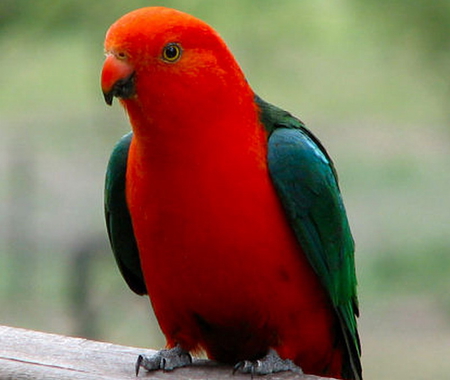 natural red parrot background
