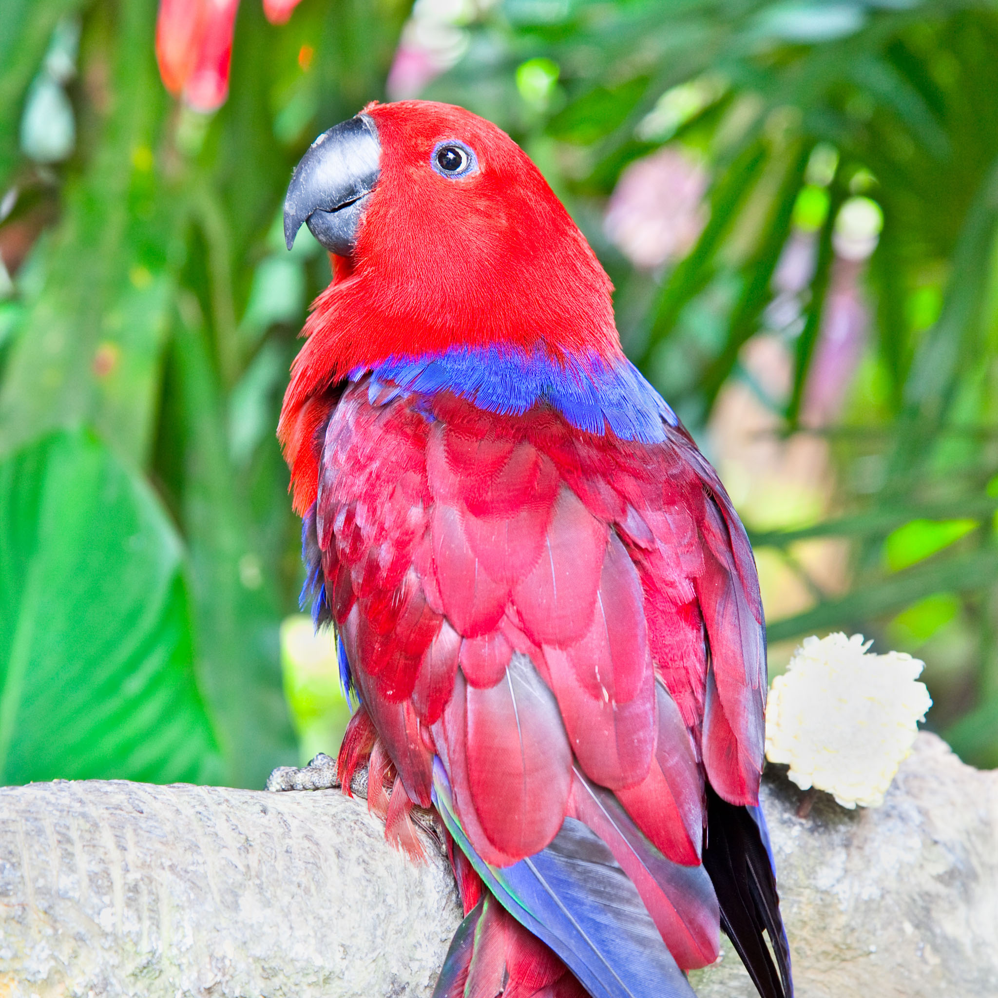 red lory parrot image