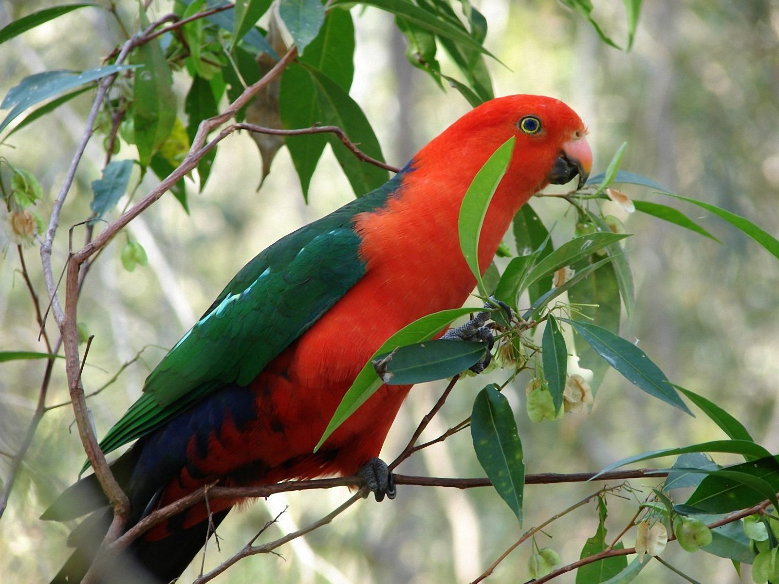 tree on red parrot image