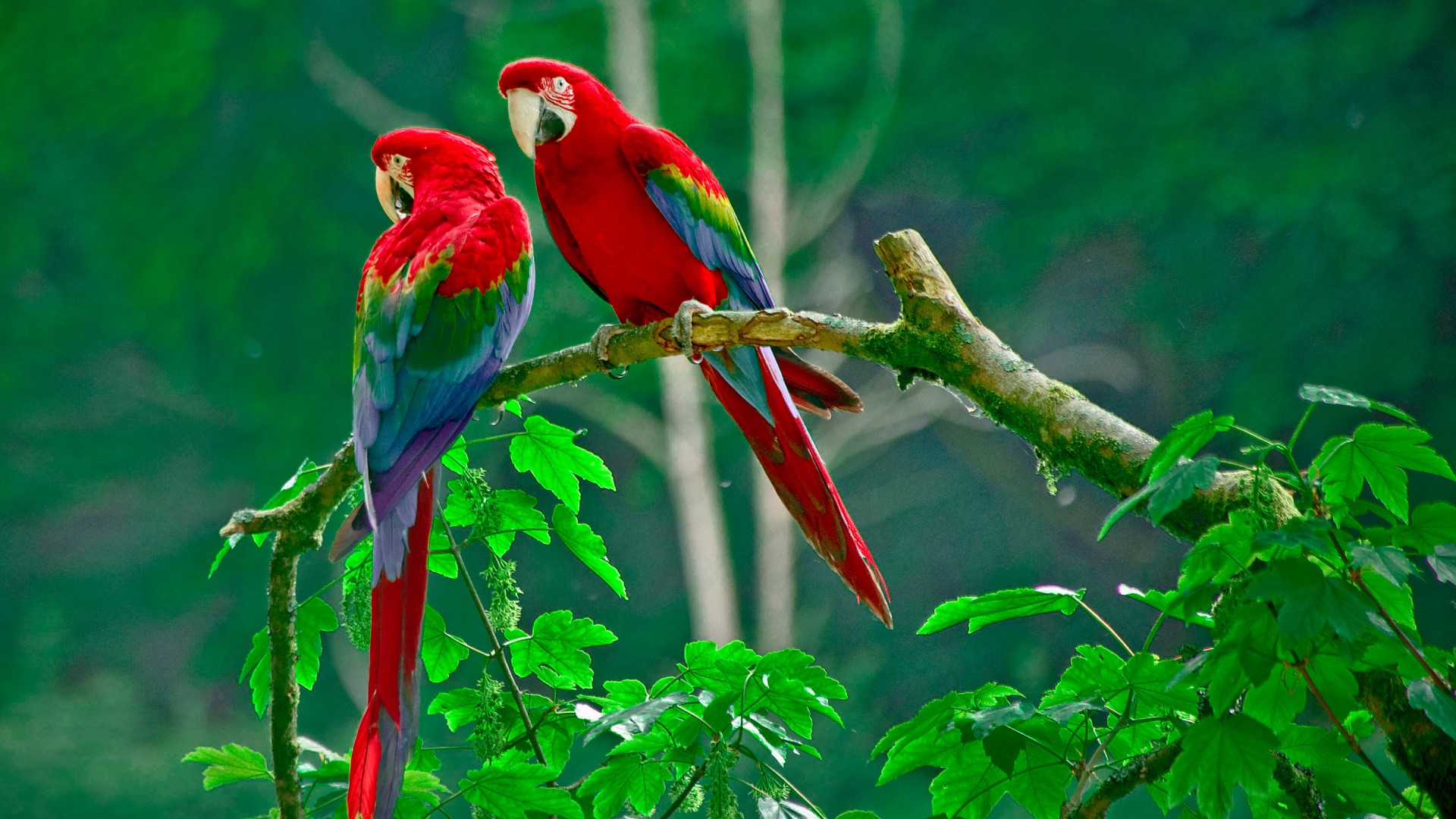 two parrot sitting on tree