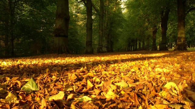 autumn best hd wallpaper