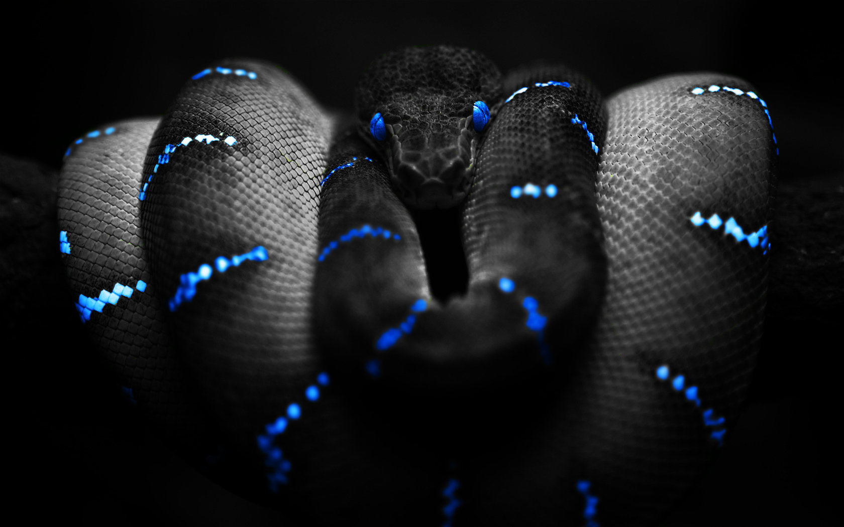 black snake best hd wallpaper