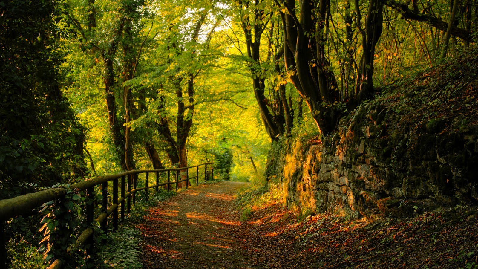 forest best hd wallpaper