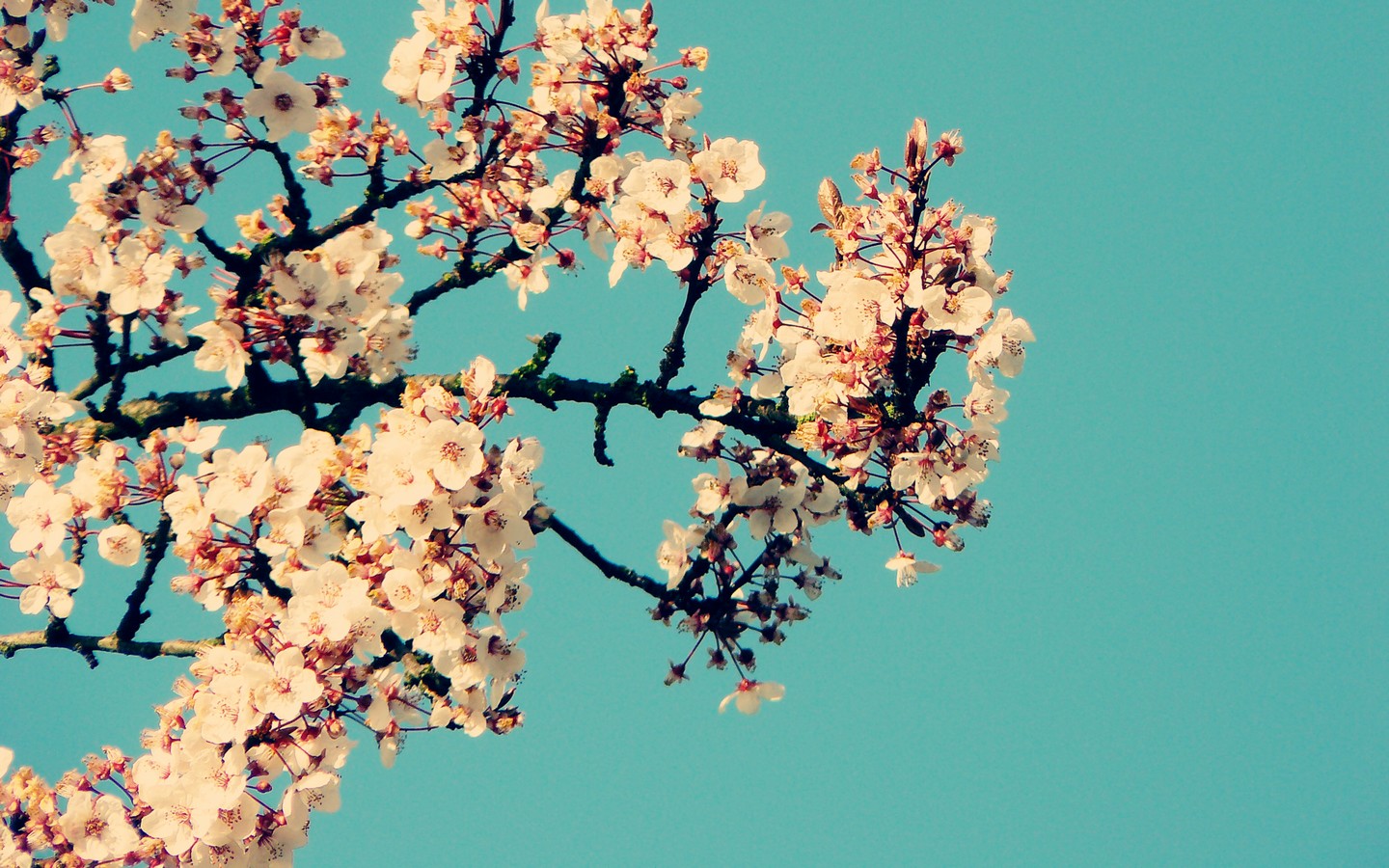 white tree tumblr wallpapers