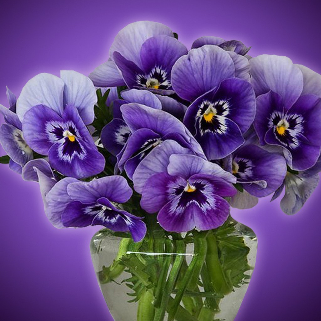 beautiful pansy flowers ipad image