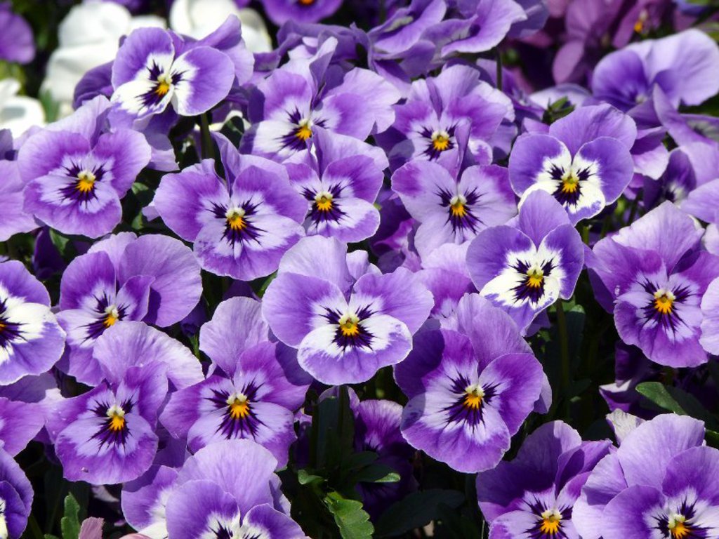 dark purple pansy flowers wallpaper