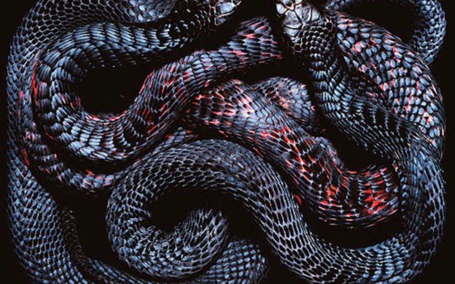 desktop snakes wallpaper hd