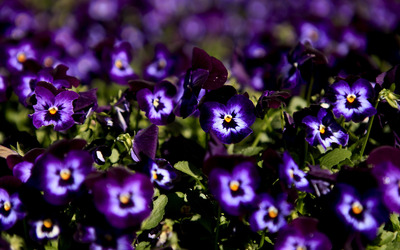 free pansy flowers wallpaper
